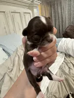 Pumpkin B2, a male Chihuahua for sale in Enterprise, AL – 3 of 5