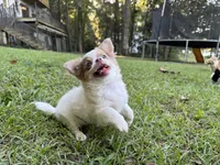 Pettie, a male Chihuahua for sale in Enterprise, AL – 3 of 10