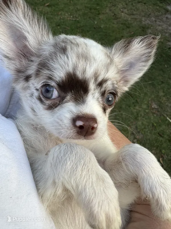 Lilac white – Chihuahua puppy for sale in Enterprise, AL