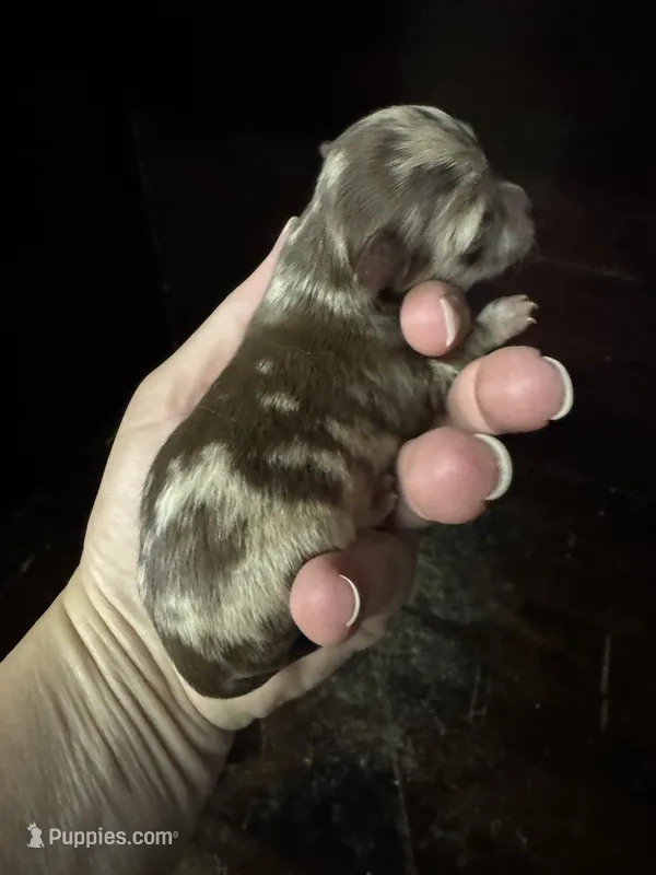 Choc Merle LC  – Chihuahua puppy for sale in Enterprise, AL