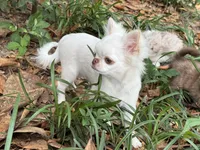 Winter, a male Chihuahua for sale in Enterprise, AL – 1 of 8