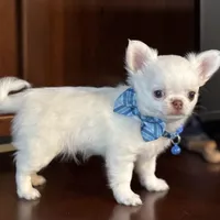 Winter, a male Chihuahua for sale in Enterprise, AL – Photo 3 of 5