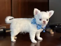 Winter, a male Chihuahua for sale in Enterprise, AL – Photo 3 of 5