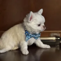 Winter, a male Chihuahua for sale in Enterprise, AL – Photo 2 of 5