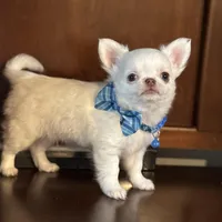 Winter, a male Chihuahua for sale in Enterprise, AL – Photo 4 of 5