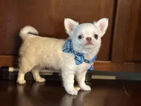 Winter, a male Chihuahua for sale in Enterprise, AL – Photo 4 of 5