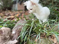 Winter, a male Chihuahua for sale in Enterprise, AL – 2 of 8
