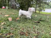 Winter, a male Chihuahua for sale in Enterprise, AL – 3 of 8