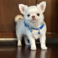 Winter, a male Chihuahua for sale in Enterprise, AL – Photo 1 of 5