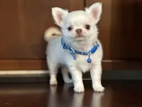 Winter, a male Chihuahua for sale in Enterprise, AL – Photo 1 of 5