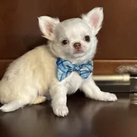 Winter, a male Chihuahua for sale in Enterprise, AL – Photo 5 of 5