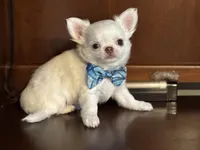 Winter, a male Chihuahua for sale in Enterprise, AL – Photo 5 of 5