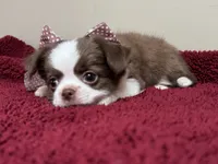 AKC PUD, a female Chihuahua for sale in Enterprise, AL – 3 of 9