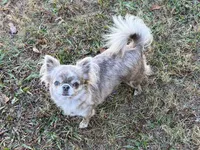 Coming soon, a  Chihuahua for sale in Enterprise, AL – Photo 3 of 5