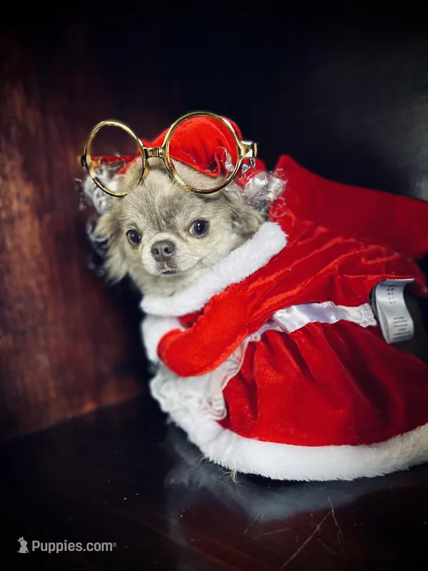 Coming soon, a  Chihuahua for sale in Enterprise, AL – Photo 1 of 5