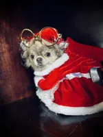 Coming soon, a  Chihuahua for sale in Enterprise, AL – Photo 1 of 5