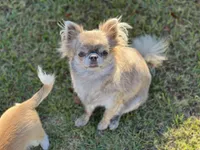 Coming soon, a  Chihuahua for sale in Enterprise, AL – Photo 5 of 5