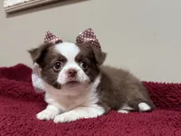 AKC PUD, a female Chihuahua for sale in Enterprise, AL – 2 of 9