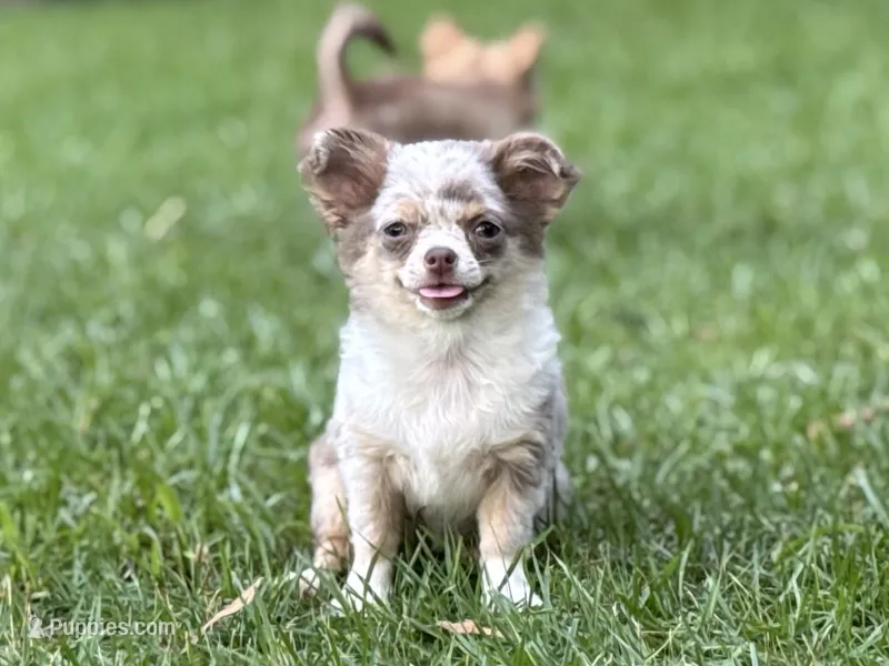 Tiny – Chihuahua puppy for sale in Enterprise, AL