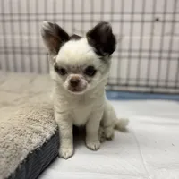 Bingo, a male Chihuahua for sale in Enterprise, AL – Photo 2 of 3