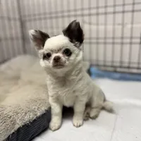 Bingo, a male Chihuahua for sale in Enterprise, AL – Photo 1 of 3