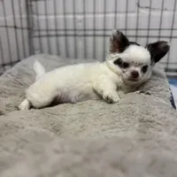 Bingo, a male Chihuahua for sale in Enterprise, AL – Photo 3 of 3