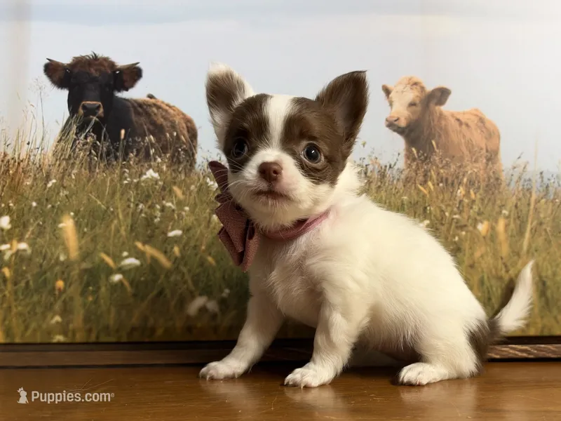 Pumpkin G1 – Chihuahua puppy for sale in Enterprise, AL