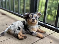 Georgie, a female Chihuahua for sale in Enterprise, AL – 5 of 6