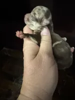 Choc Merle LC , a male Chihuahua for sale in Enterprise, AL – 2 of 5