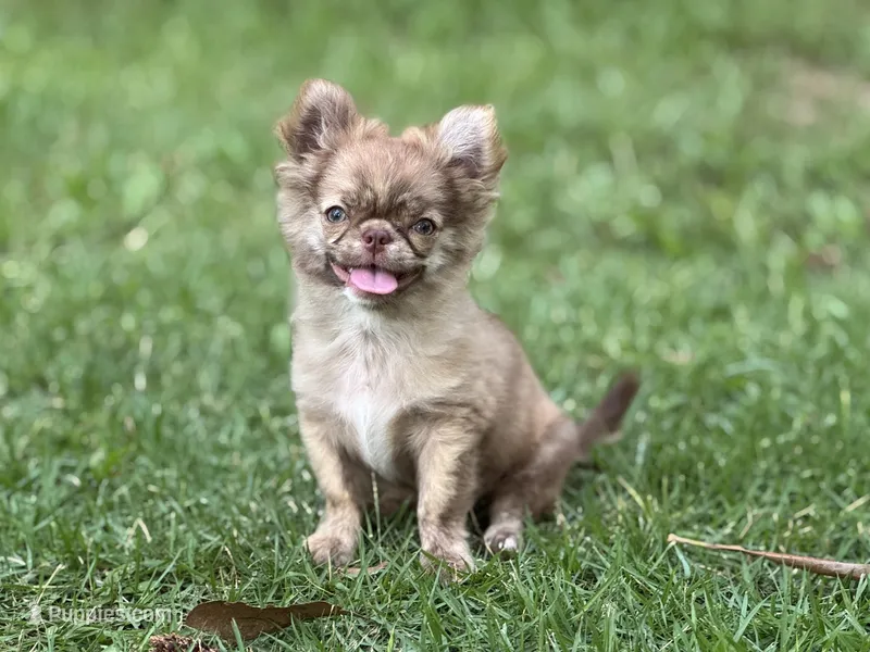Flin – Chihuahua puppy for sale in Enterprise, AL