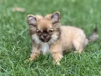 Fluffy, a male Chihuahua for sale in Enterprise, AL – 3 of 9