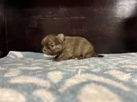 LC brindle, a male Chihuahua for sale in Enterprise, AL – Photo 8 of 8