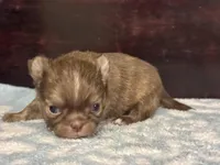 LC brindle, a male Chihuahua for sale in Enterprise, AL – Photo 6 of 8