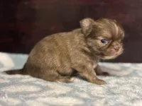 LC brindle, a male Chihuahua for sale in Enterprise, AL – Photo 4 of 8