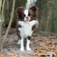 LC brindle, a male Chihuahua for sale in Enterprise, AL – Photo 2 of 8