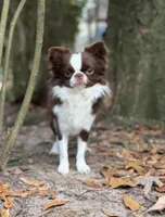 LC brindle, a male Chihuahua for sale in Enterprise, AL – Photo 3 of 4