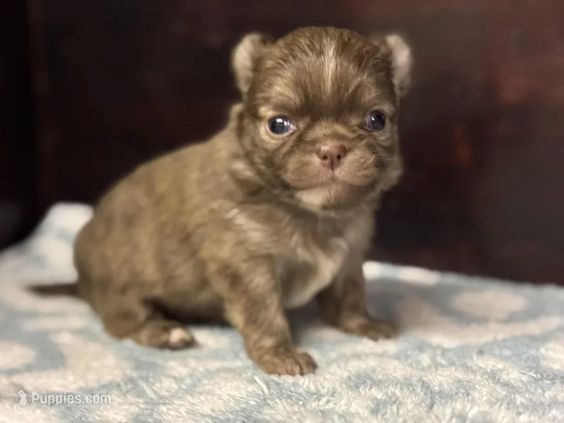 LC brindle – Chihuahua puppy for sale in Enterprise, AL