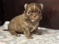 LC brindle, a male Chihuahua for sale in Enterprise, AL – Photo 1 of 8