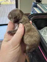 LC brindle, a male Chihuahua for sale in Enterprise, AL – Photo 1 of 4