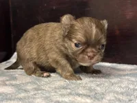 LC brindle, a male Chihuahua for sale in Enterprise, AL – Photo 5 of 8