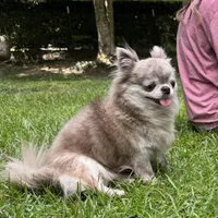 LC brindle, a male Chihuahua for sale in Enterprise, AL – Photo 3 of 8