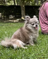 LC brindle, a male Chihuahua for sale in Enterprise, AL – Photo 4 of 4