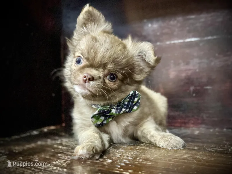 LC brindle – Chihuahua puppy for sale in Enterprise, AL