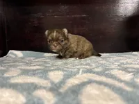 LC brindle, a male Chihuahua for sale in Enterprise, AL – Photo 7 of 8