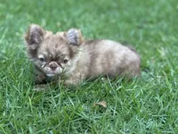 Flin, a male Chihuahua for sale in Enterprise, AL – 2 of 10