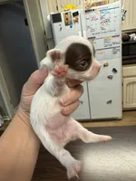Pumpkin G1, a female Chihuahua for sale in Enterprise, AL – 4 of 4