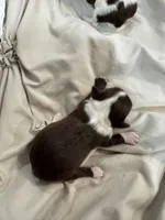 Pumpkin B2, a male Chihuahua for sale in Enterprise, AL – 4 of 5