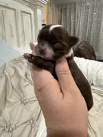 Pumpkin B2, a male Chihuahua for sale in Enterprise, AL – 5 of 5