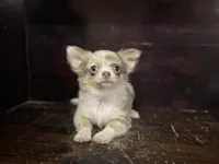 Tiny, a female Chihuahua for sale in Enterprise, AL – 5 of 9