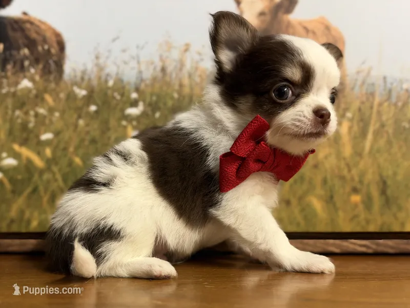 Pumpkin B1 – Chihuahua puppy for sale in Enterprise, AL